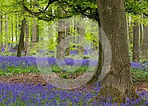 Carpet of wild bluebells growing under beech trees in woodland in springtime in Dockey Woods, Ashridge Estate, Buckinghamshire UK.