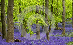 Carpet of wild bluebells growing under beech trees in woodland in springtime in Dockey Woods, Ashridge Estate, Buckinghamshire UK.