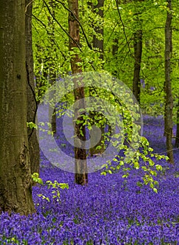 Carpet of wild bluebells growing under beech trees in woodland in springtime in Dockey Woods, Ashridge Estate, Buckinghamshire UK.