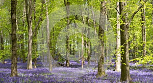 Carpet of wild bluebells growing under beech trees in woodland in springtime in Dockey Woods, Ashridge Estate, Buckinghamshire UK.