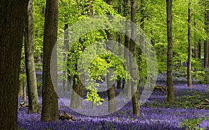 Carpet of wild bluebells growing under beech trees in woodland in springtime in Dockey Woods, Ashridge Estate, Buckinghamshire UK.