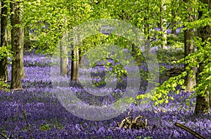 Carpet of wild bluebells growing under beech trees in woodland in springtime in Dockey Woods, Ashridge Estate, Buckinghamshire UK.