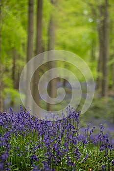 Carpet of wild bluebells growing under beech trees in woodland in springtime in Dockey Woods, Ashridge Estate, Buckinghamshire UK.