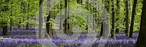 Carpet of wild bluebells growing under beech trees in woodland in springtime in Dockey Woods, Ashridge Estate, Buckinghamshire UK.