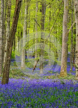 Carpet of wild bluebells growing in woodland in springtime in Dockey Woods, Ashridge Estate, Buckinghamshire UK.