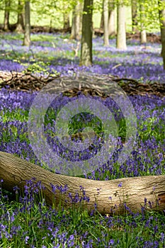 Carpet of wild bluebells growing in woodland in springtime in Dockey Woods, Ashridge Estate, Buckinghamshire UK.