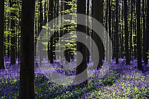 Carpet of wild bluebells in undergrowth.