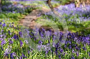 Carpet of wild bluebells in woodland, photographed at Pear Wood next to Stanmore Country Park in Stanmore, Middlesex, UK