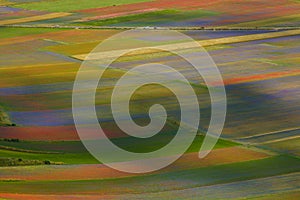 Carpet of wild flowers in Castelluccio di Norcia