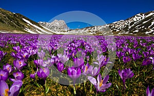 Carpet of wild mountain crocus flowers at Campo Imperatore, Abruzzo