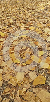 A carpet of yellow autumn leaves