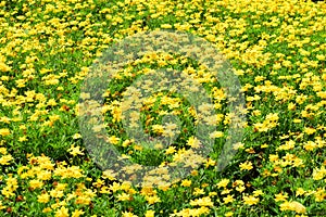 Carpet of Yellowflowers in the Sunlight