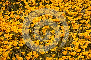 A carpet of yellow and orange Mexican Poppies in a field