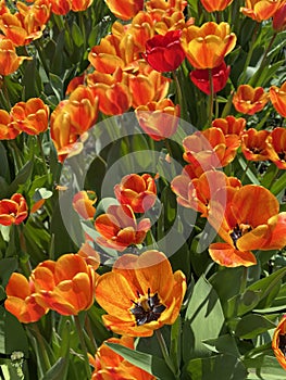 Carpet of yellow-red tulip flowers