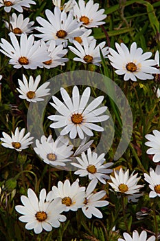 Carpets of happy white daisies with sunshiny buttons in the centres