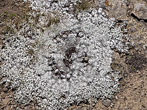 Carpets of Helichrysum brownei, Sanetti plateau, Bale National Park, Ethiopia