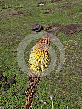 Carpets of Helichrysum brownei, Sanetti plateau, Bale National Park, Ethiopia photo