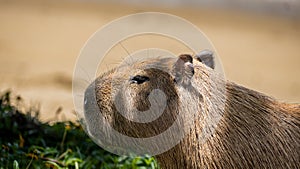 Carpincho capibara capybara Hydrochoerus hydrochaeris, chiguire in profile