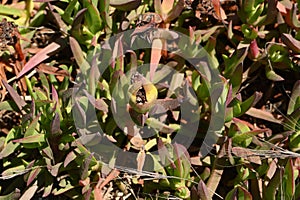 Carpinteria Bluffs Ice plant Carpobrotus edulis  8