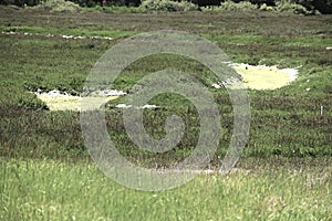 Carpinteria California Salt Marsh 2024 10