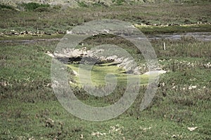 Carpinteria California Salt Marsh 2024 15