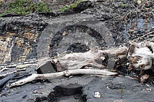 The Carpinteria California Tar Pits, 6. photo