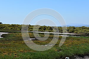 Carpinteria Salt Marsh Nature Park, 6. photo