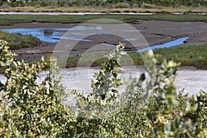 Carpinteria Salt Marsh Nature Park, 14. photo