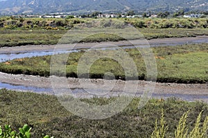 Carpinteria Salt Marsh Nature Park, 20. photo