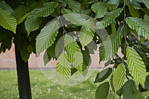 Carpinus betulus branch close up