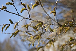 Carpinus betulus branches