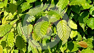 Carpinus orientalis, known as the Oriental hornbeam