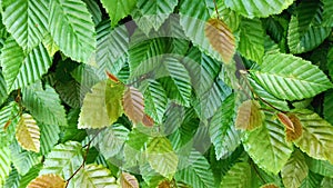 Carpinus orientalis, known as the Oriental hornbeam