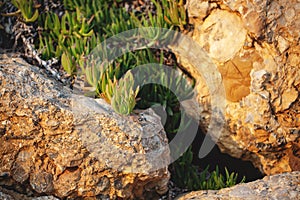 carpobrotus acinaciformis grows on stones, contrast and beauty
