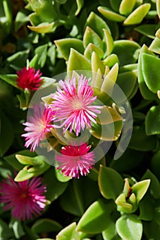 Carpobrotus Chilensis or Carpobrotus edulis flower close up.