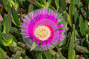 Carpobrotus Chilensis or Carpobrotus edulis flower. Pink and yellow blooming sea fig blossoms and green succulent foliage. Ice