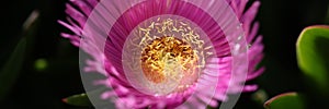 Carpobrotus chilensis or carpobrotus edulis flower closeup