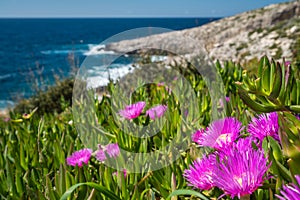 Carpobrotus chilensis flowres in Porto Limnionas