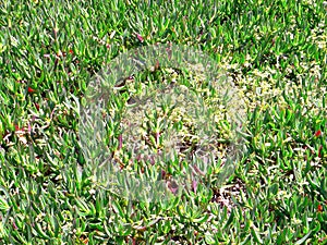 Carpobrotus edulis, cat`s claw