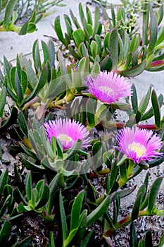 Carpobrotus edulis Djerba