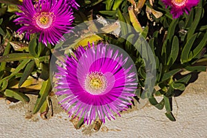 Carpobrotus edulis flowers