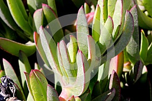 Carpobrotus edulis, Hottentot-fig, Highway ice plant