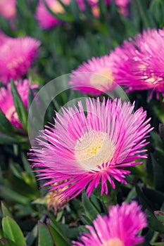 Carpobrotus edulis - Ice plant