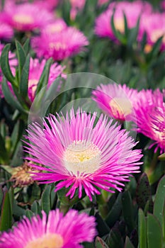 Carpobrotus edulis - Ice plant