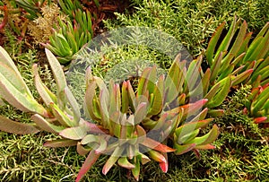 Carpobrotus Edulis or Ice Plant or Sour Fig at Cabo da Roca Lighthouse, Sintra - Portugal