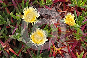 Carpobrotus edulis invasive plant