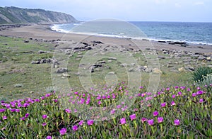 Carpobrotus edulis, invasive plant native to South Africa