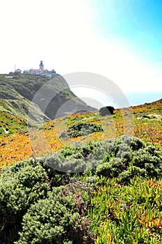 Carpobrotus Edulis meadow surrounding Cabo da Roca lighthouse in Portugal photo