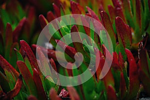 Carpobrotus edulis plant close up