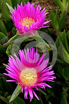 Carpobrotus edulis, a succulent plant, creeping, native to the C